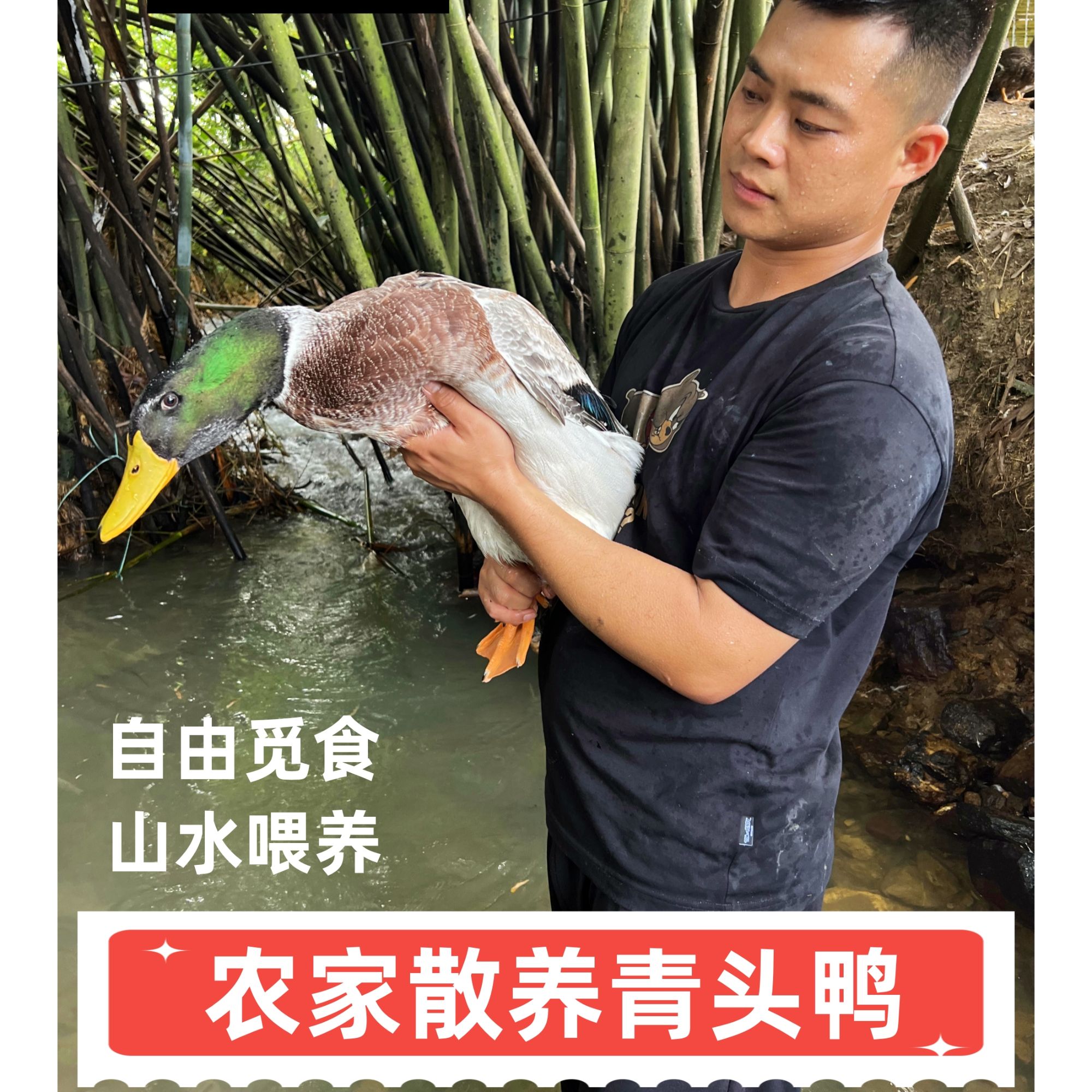 腊鸭 清远山水青头鸭老身鸭