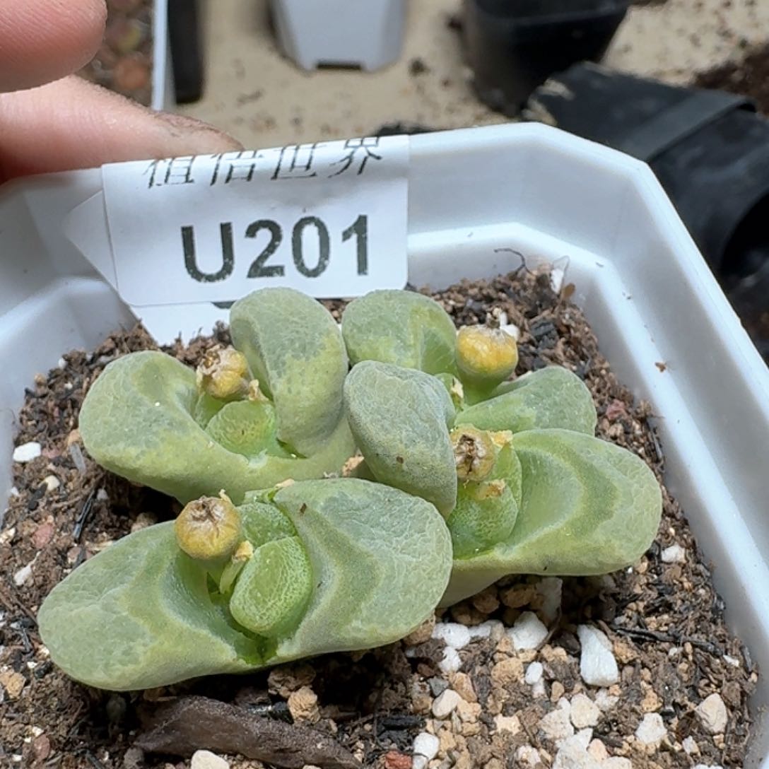 201盒多肉植物哇cv v
