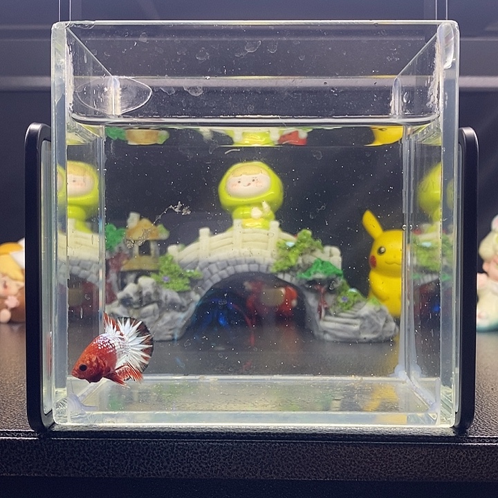 海水鱼fccp 将军将军