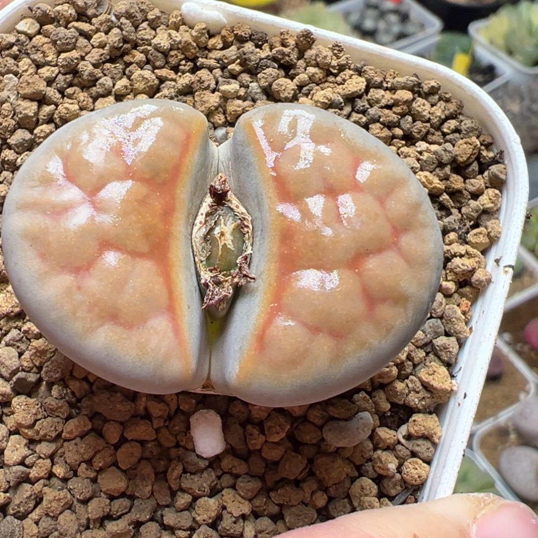 4厘米粉红豹多肉植物