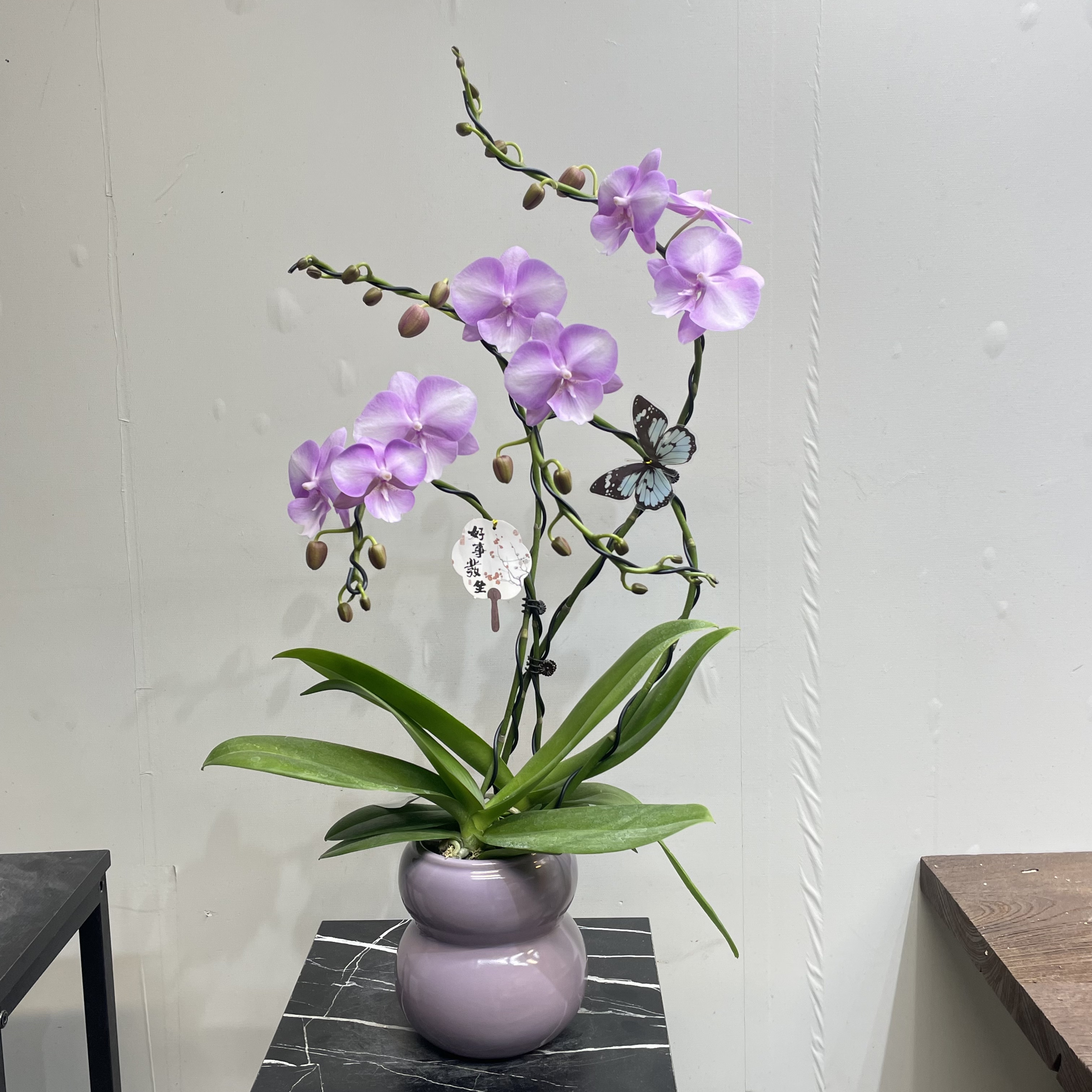 【骑士蝴蝶兰】 大花型 造型款带花苞精品盆栽 