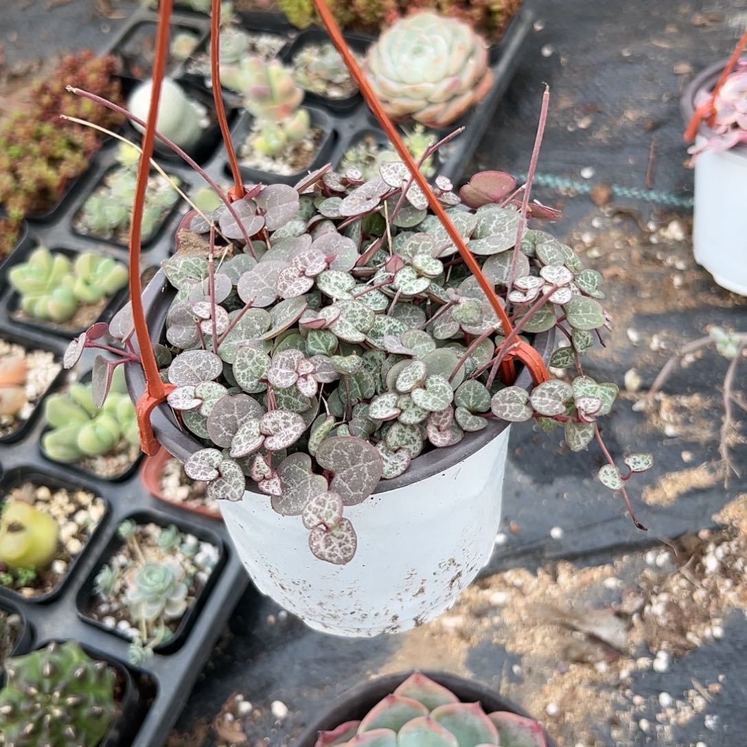 多肉植物爱之蔓带盆