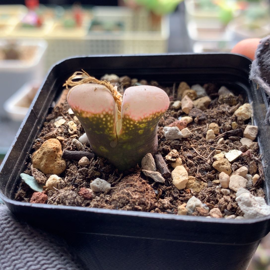 187红风铃母本老伤