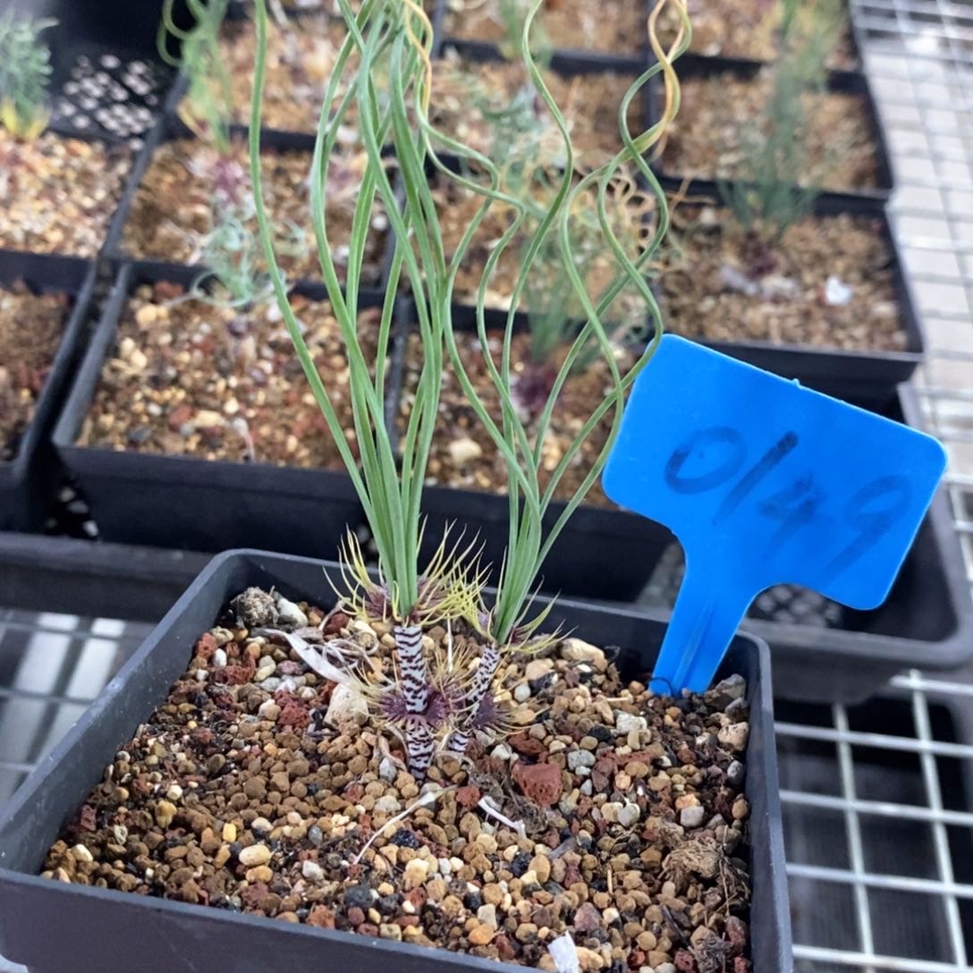 绿孔雀多肉植物一个