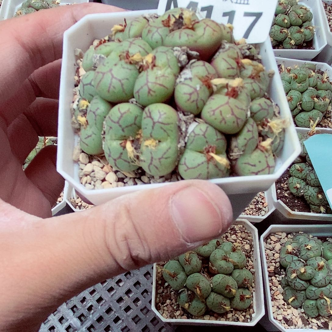 朱***爸117毛毛呃呃呃呃呃呃呃呃呃呃呃