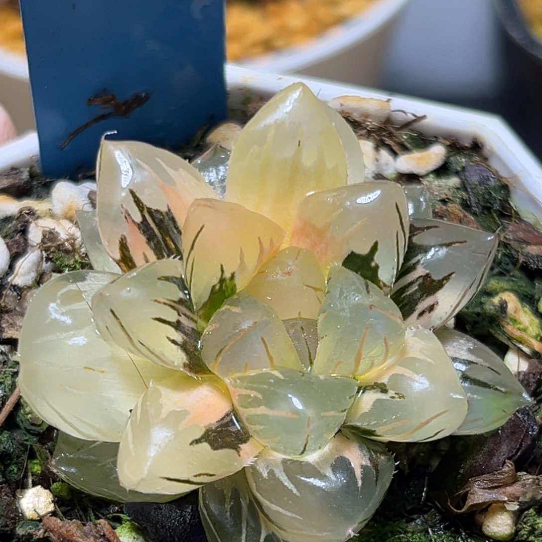 恭喜发财大吉大利626