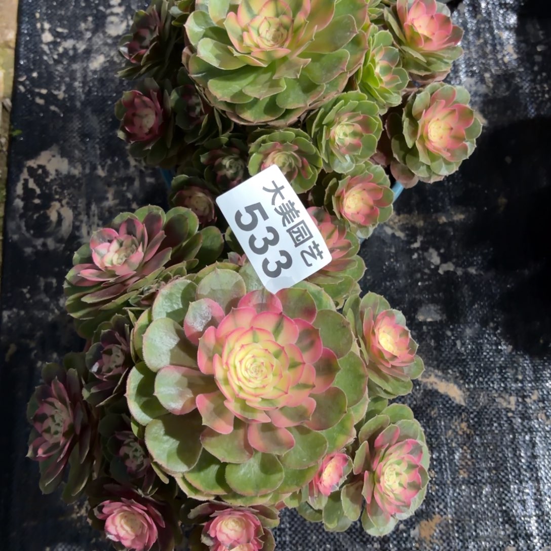 ****州荔枝两个老桩533肉肉肉肉