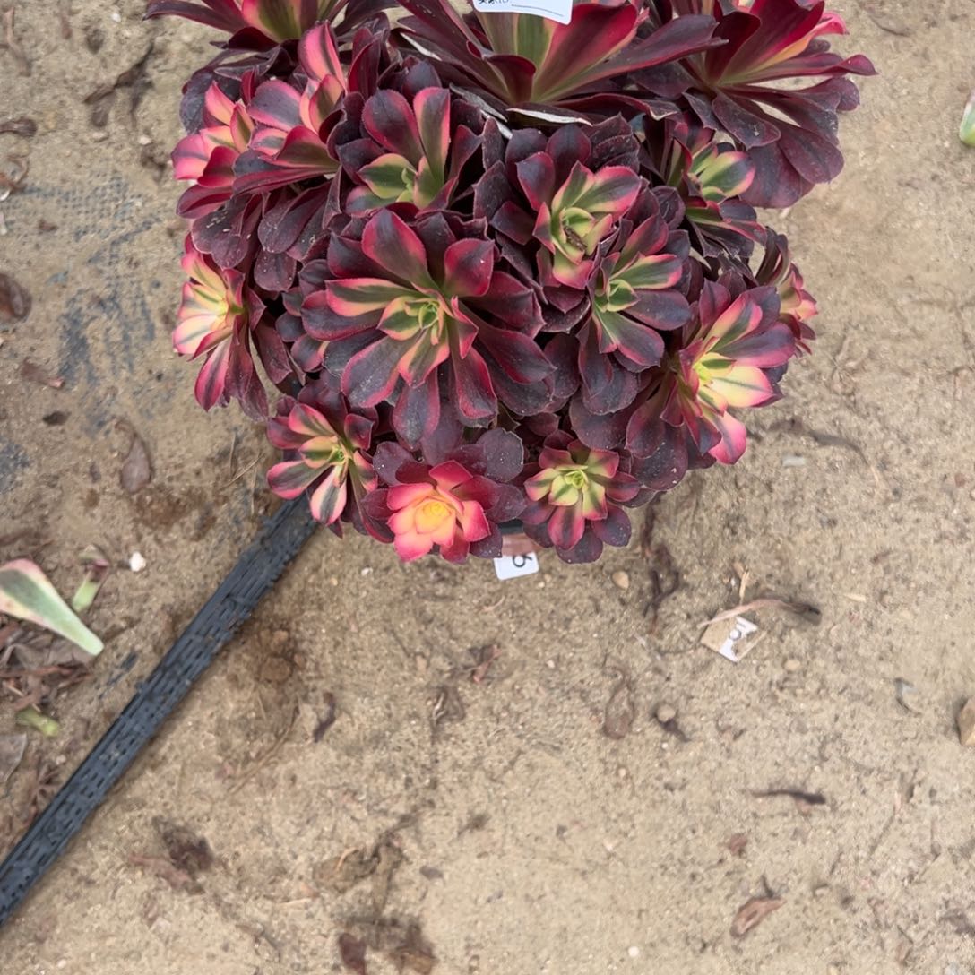 429美杜莎多肉植物法师