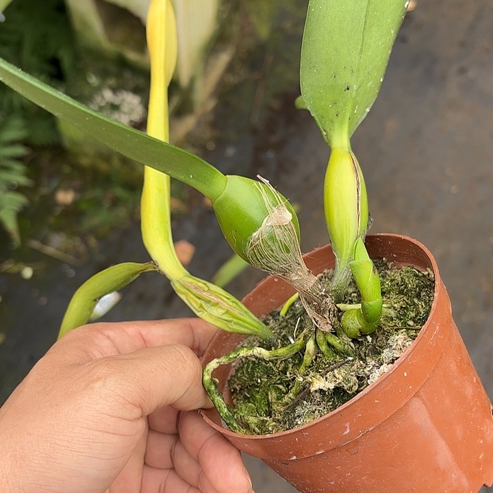 完全开放蔚蓝天空