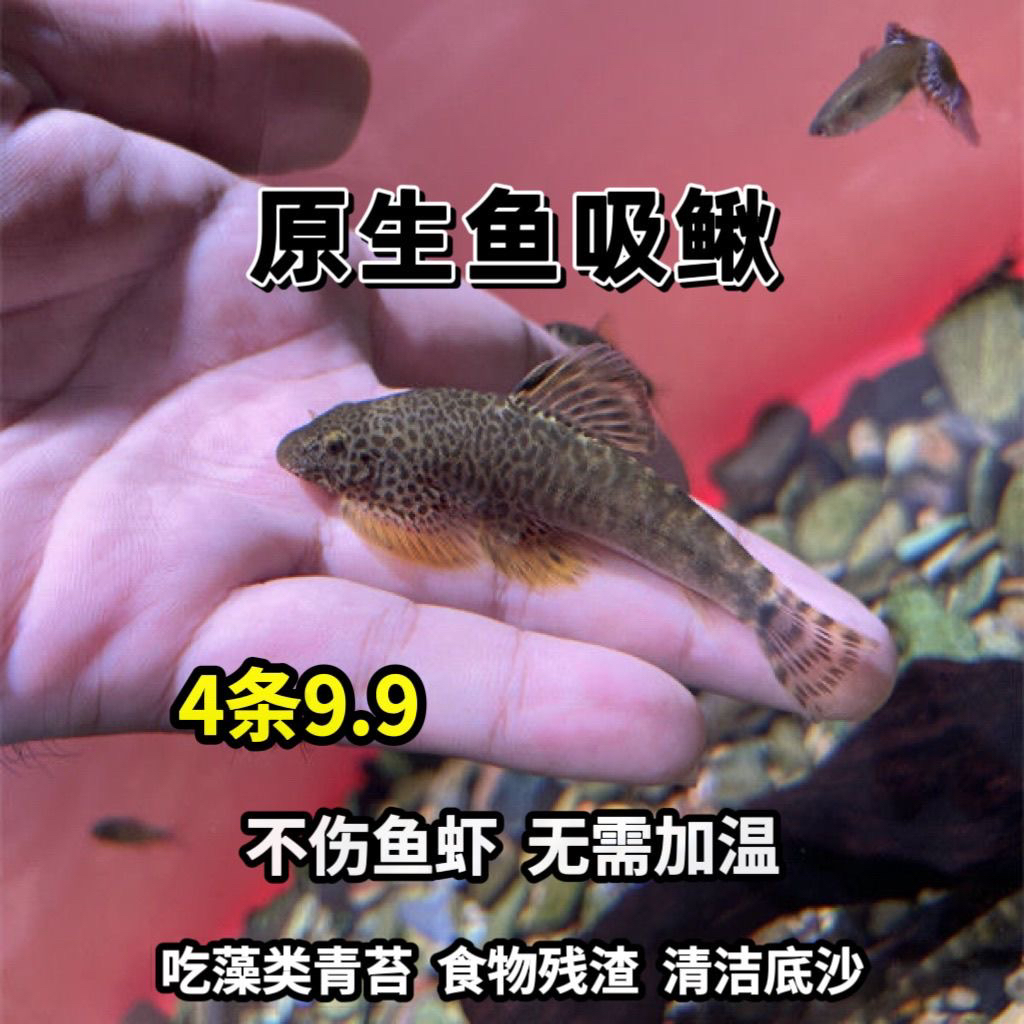  原生吸鳅贵州原生爬岩鳅冷水观赏鱼双吸盘除藻清洁鱼缸工具鱼