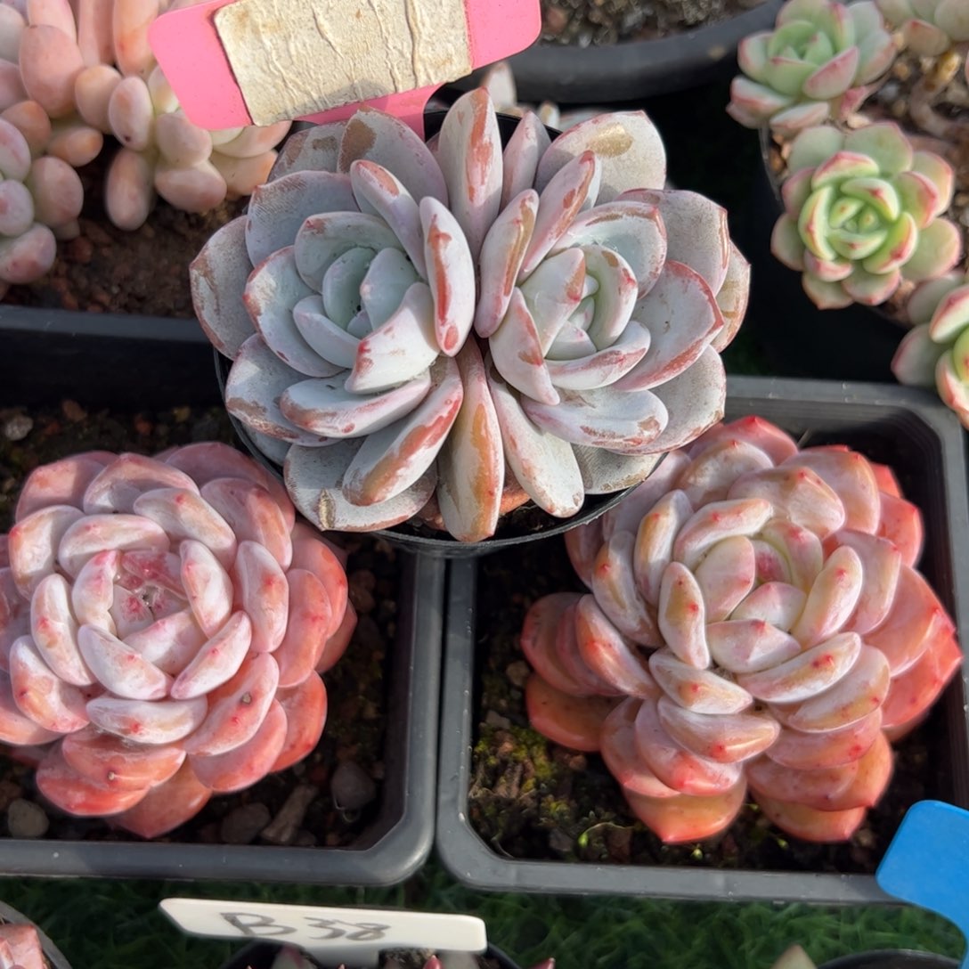 双头奶盖多肉植物