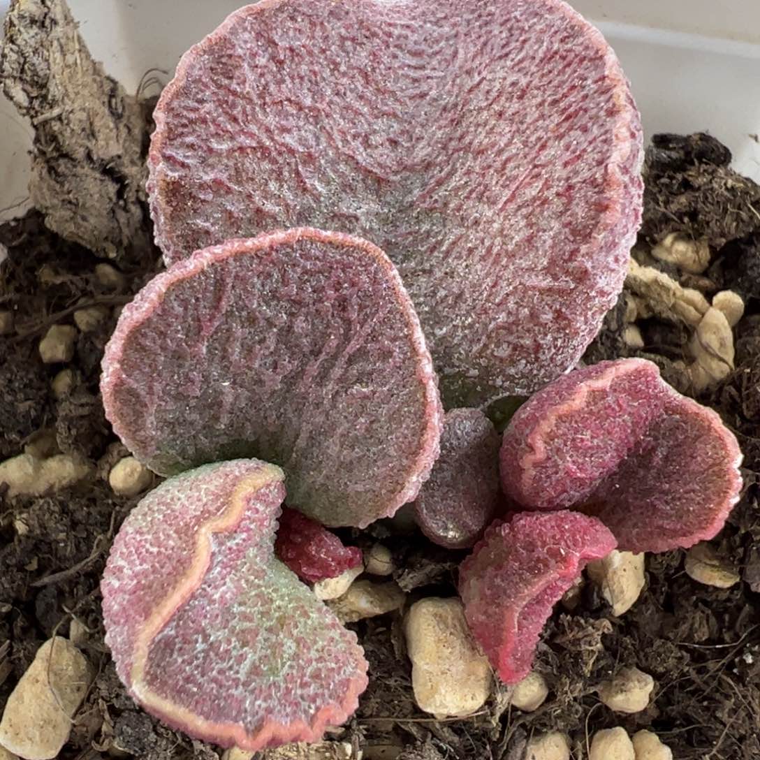 实生底叶苗纹路款多肉植物水泡