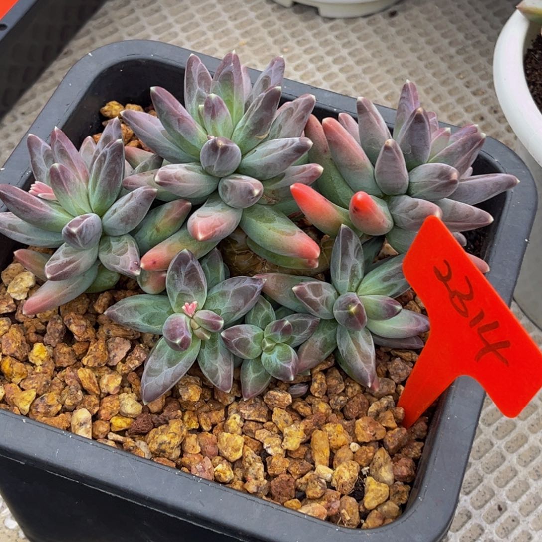 2314号上午多肉植物群生多肉植物