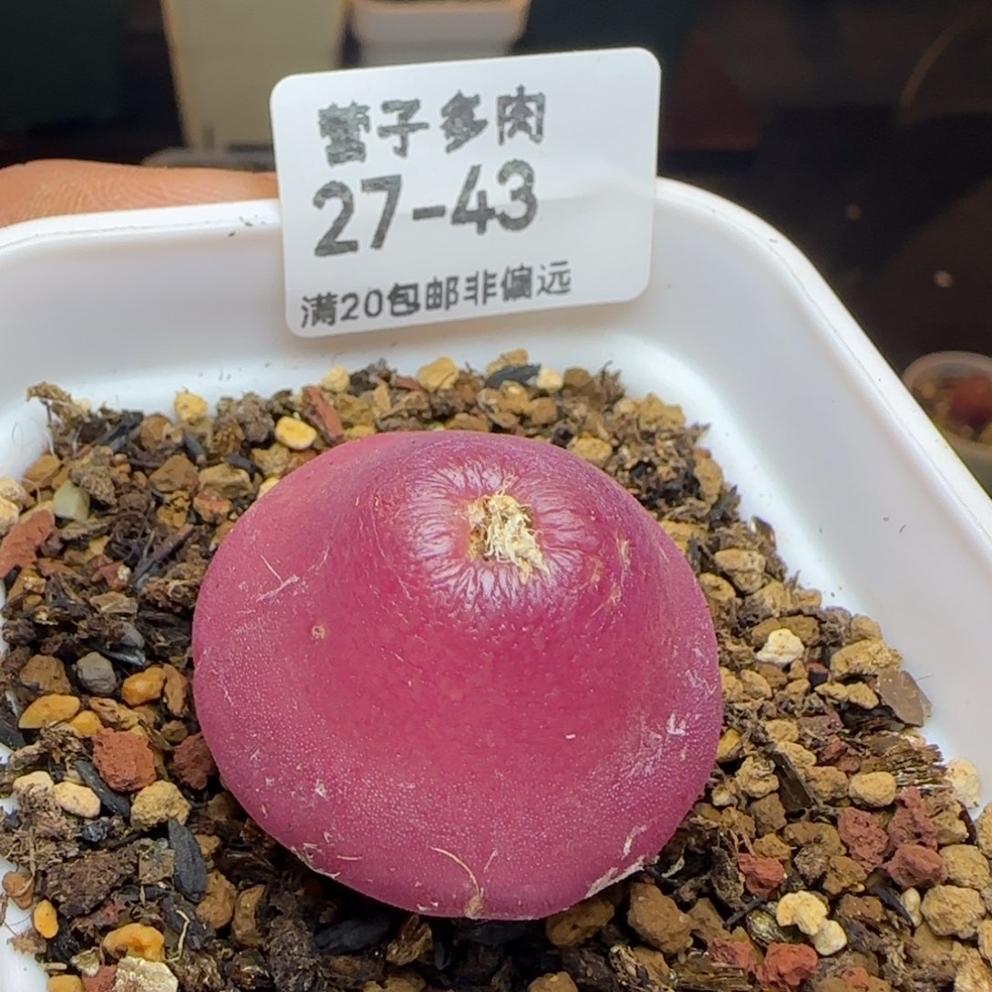 灯泡3.1带盆土发货。      