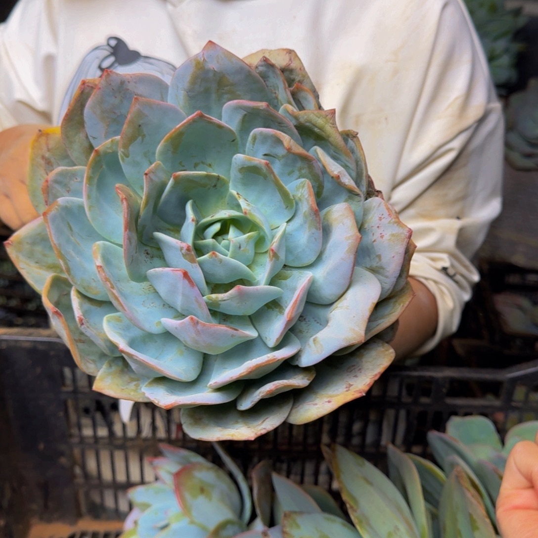 肉***肉奶茶 一颗 不包损73号