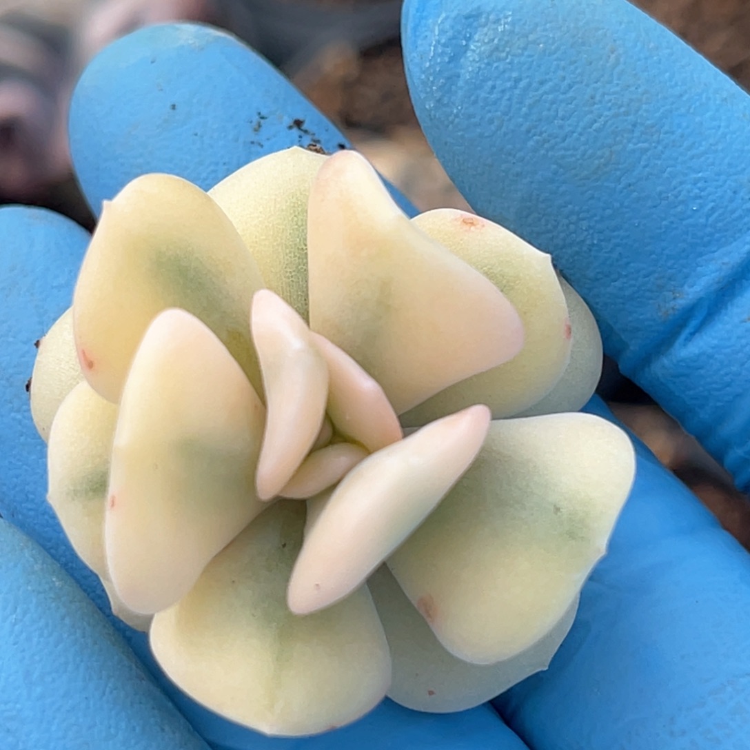 多肉特价雪精灵锦头盖