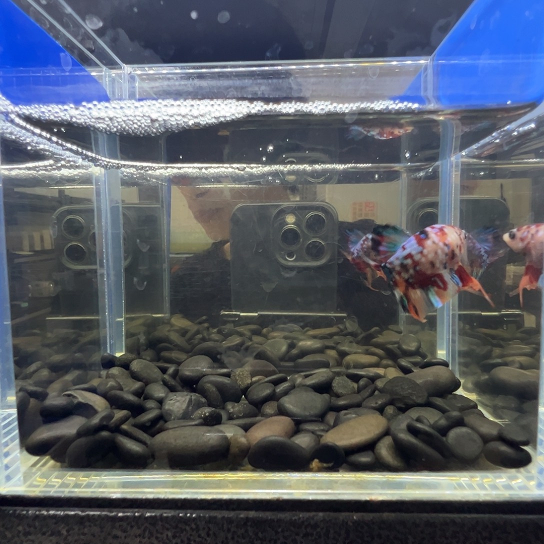 斗鱼阿浩泰斗8日84号