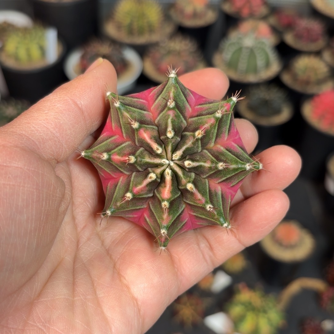 泰系米哈仙人球2000