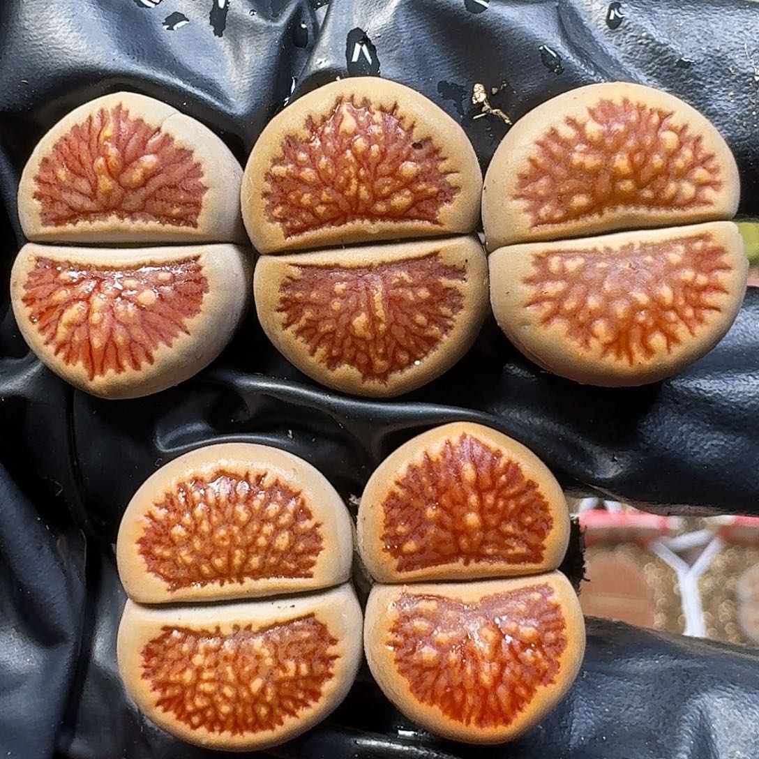 生石花11111。   177