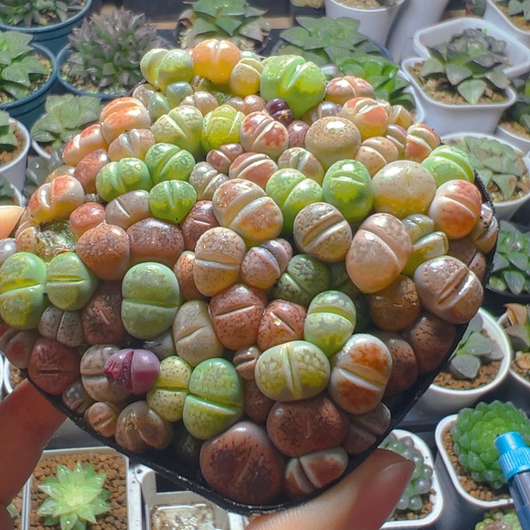 生石花玉露多肉多肉多肉