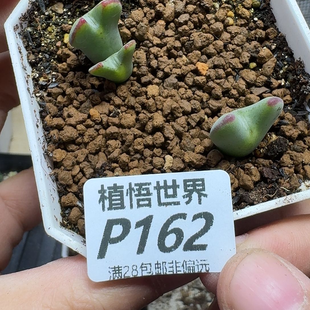 多肉植物的人生ghjnm