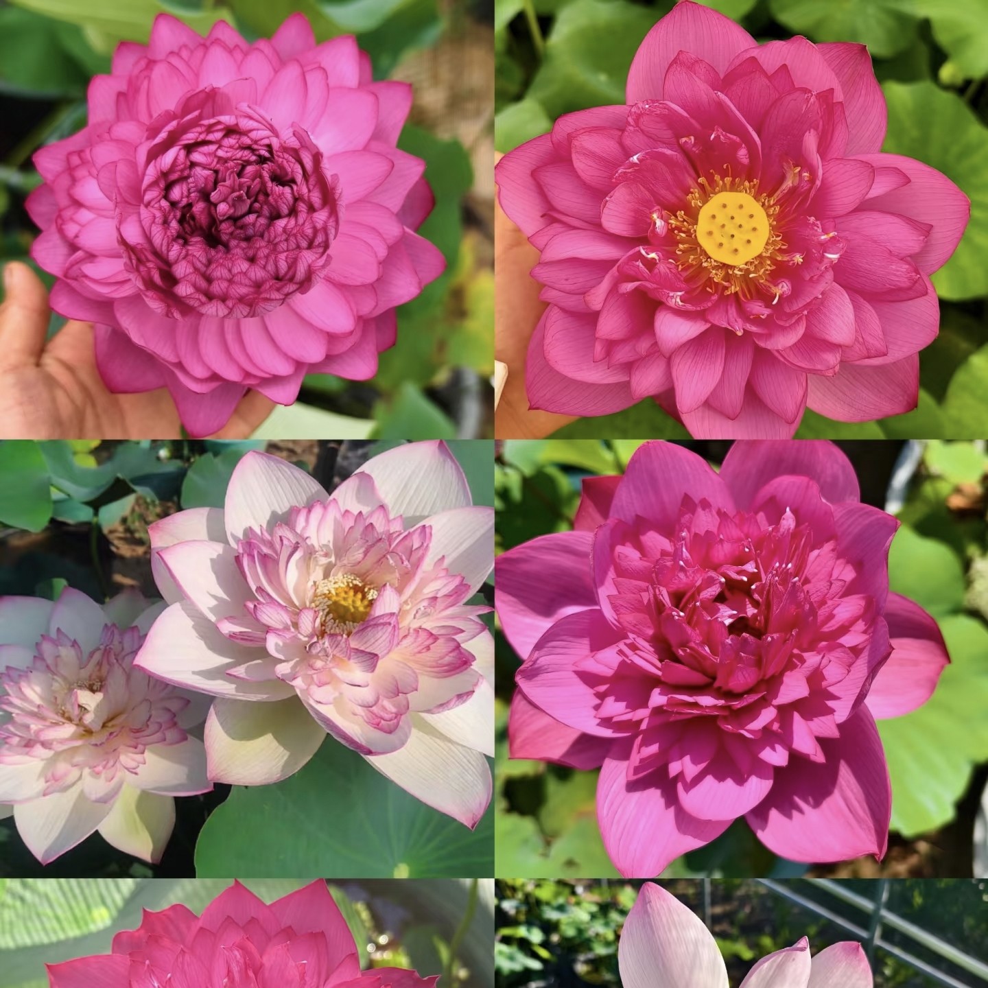 观赏荷花绿牡丹庭院阳台池塘盆栽水缸种植