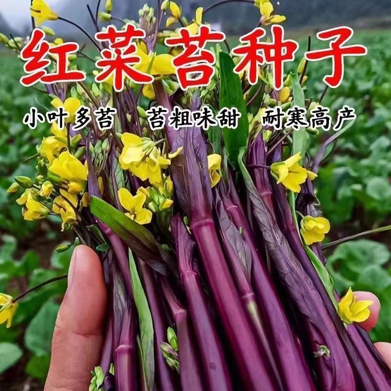 四季红菜台种子【拍3送2到手5包】