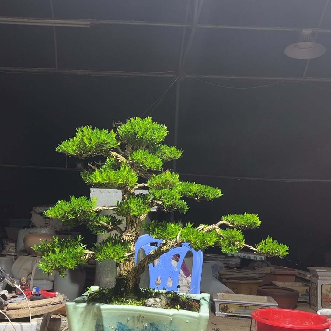 无花朵广东雀舌黄杨盆景