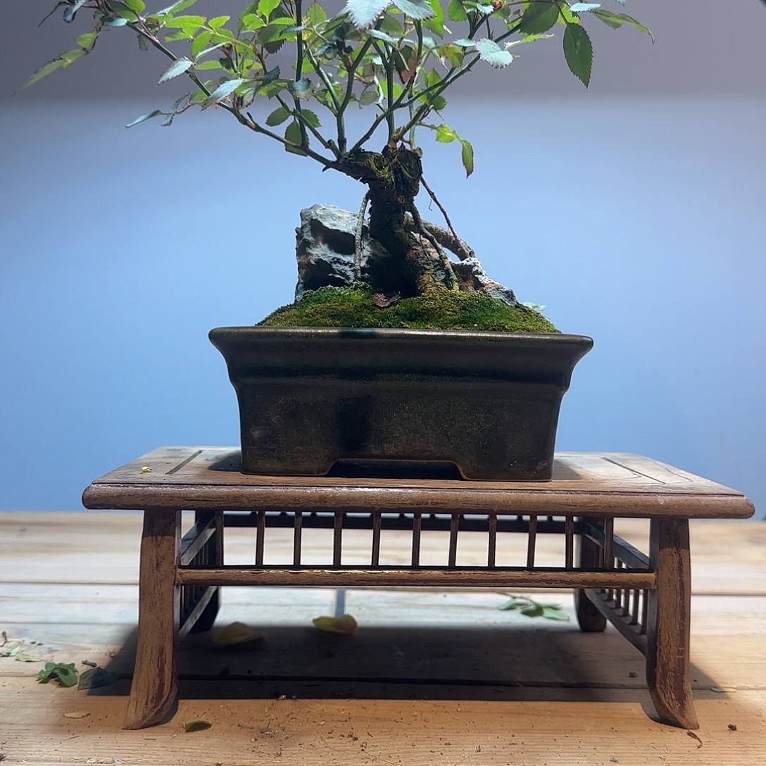 完全开放月季老庄