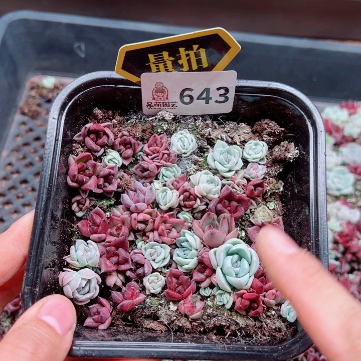 多肉植物多肉植物