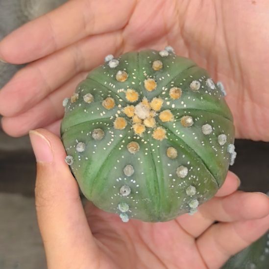 兜直径7直播间特供