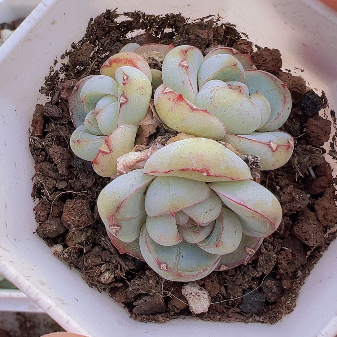 胖虎群19包邮多肉植物