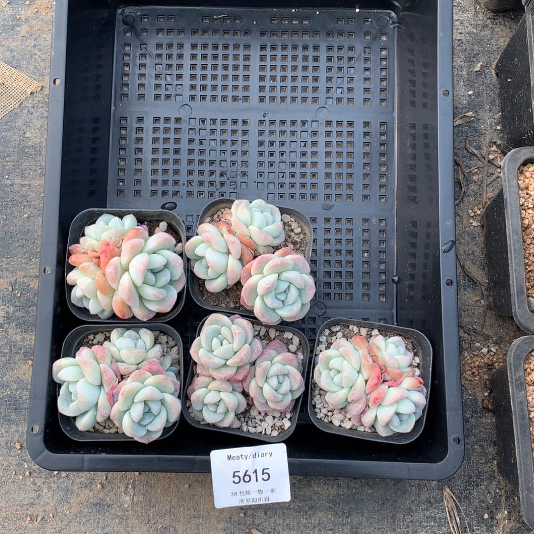 5615冰玉3头6厘米左右5颗一组脱土发