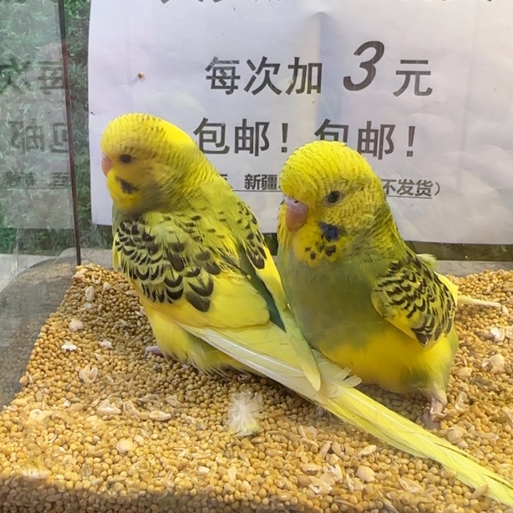 虎皮鹦鹉大头虎皮鹦鹉