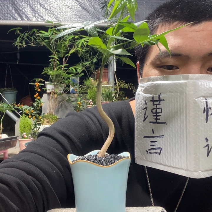 以实际为准盆景绿植盆栽139