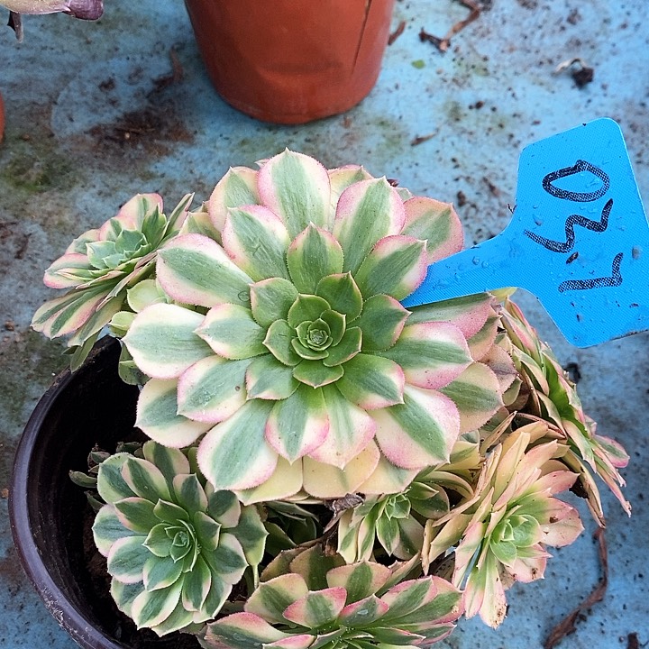 037 一颗雨何法师多肉（断指没有售后