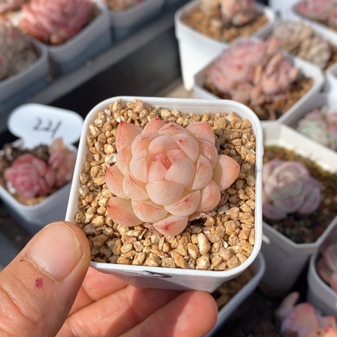 精品多肉一物一拍不包整343