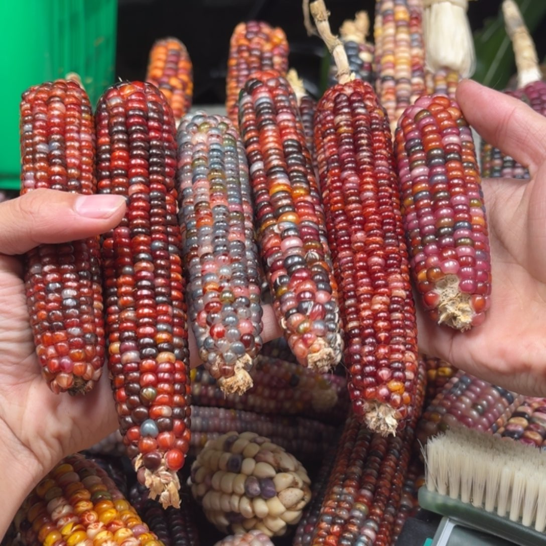 艾***）柏香籽/百香籽吊坠