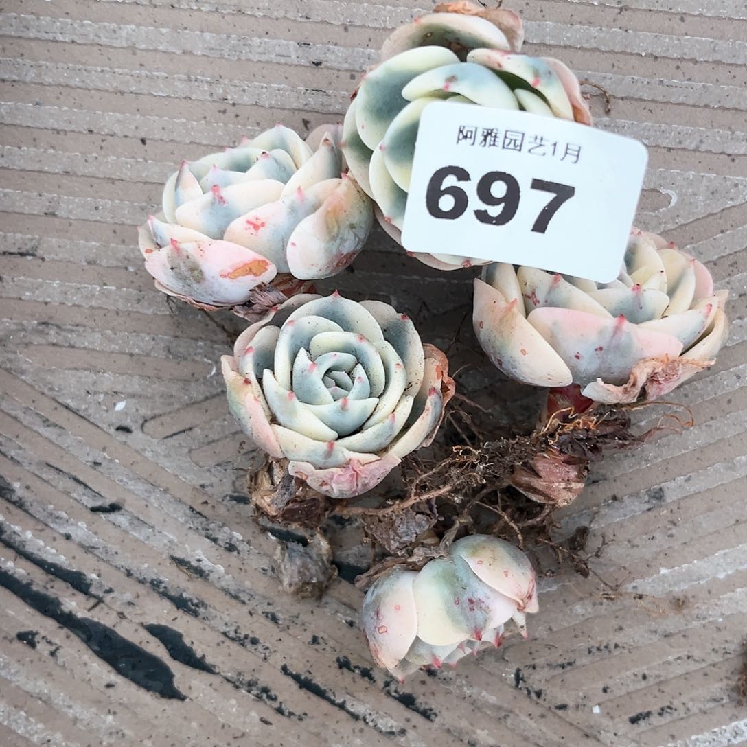 阿雅园艺。       697