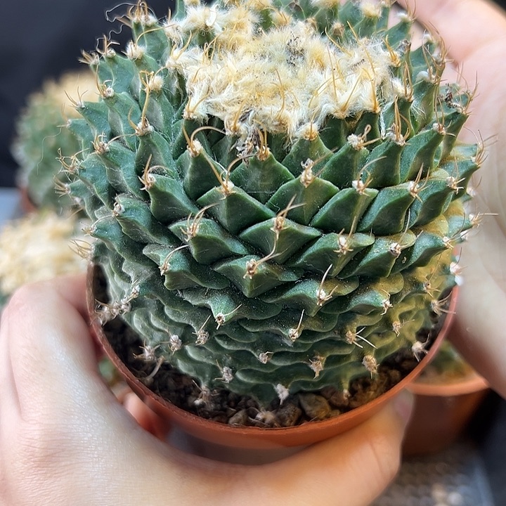 自根帝冠9公分带盆