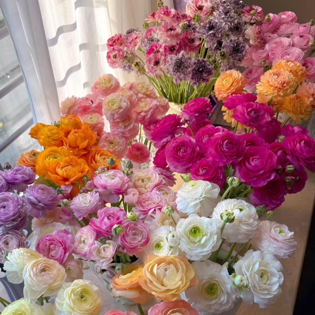 【洋牡丹】精品洋牡丹2把2色   | 全场任意满两单鲜花包邮