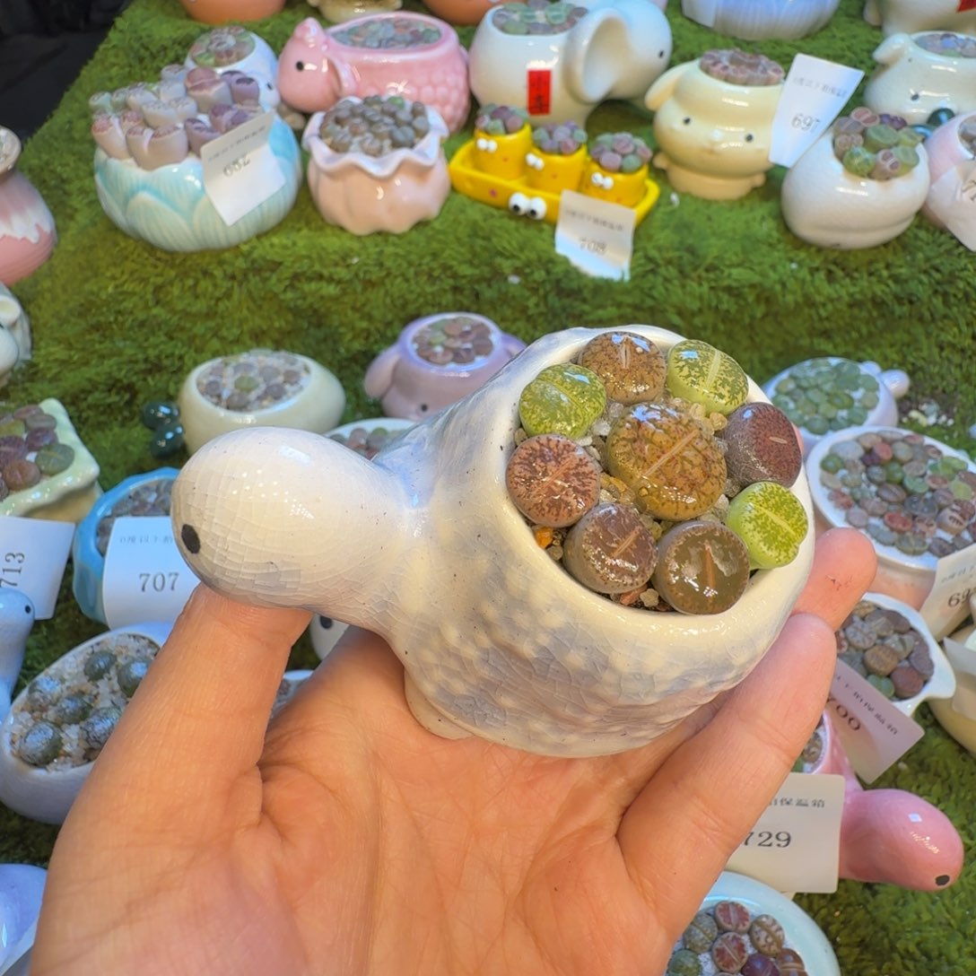 多肉植物福利冲735