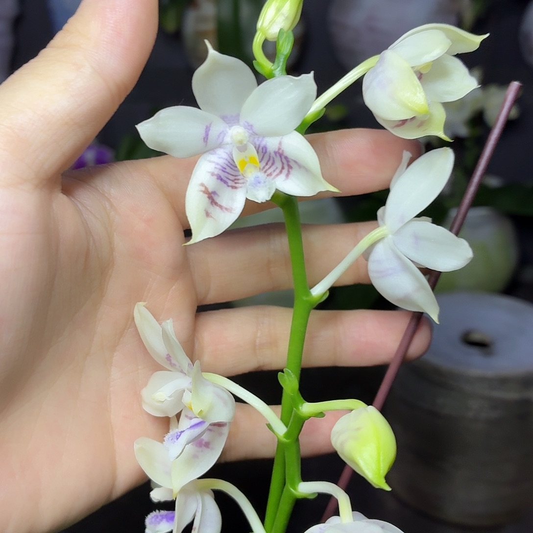 当前无花朵，栽培后可花朵A839yss1167