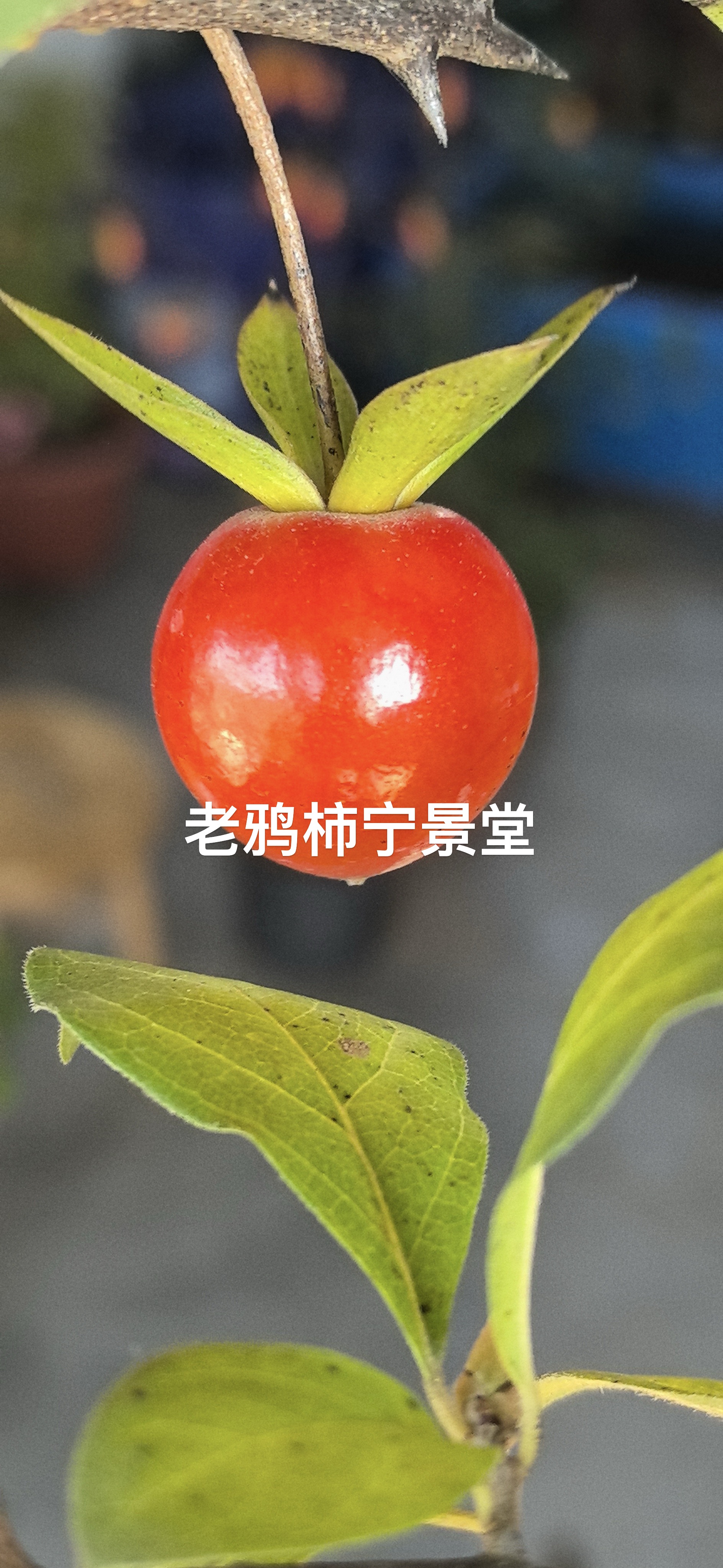 【100—500直播专用 单拍无效】老鸦柿盆景素材