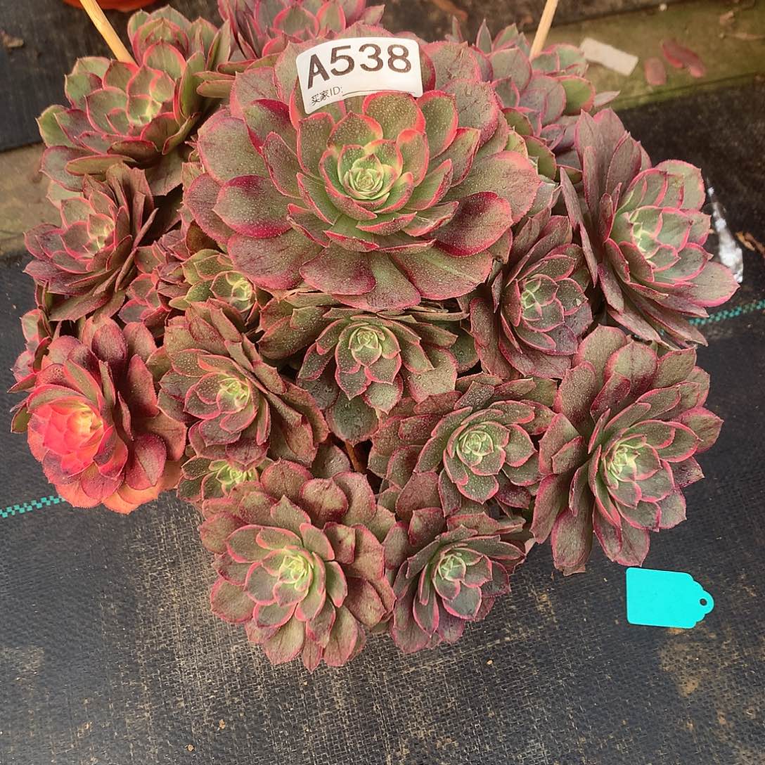 完全开放女妖法师图片植物多肉