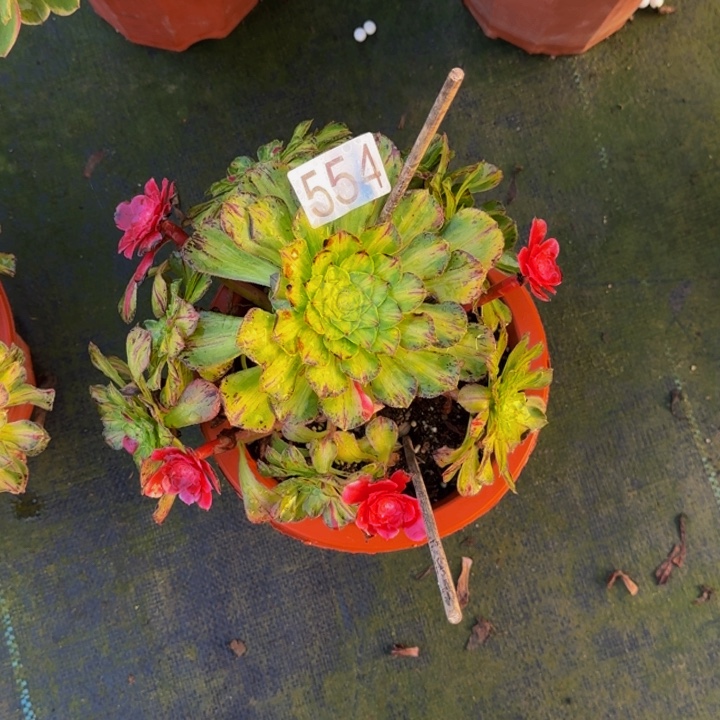 000000000554知否无根福利价