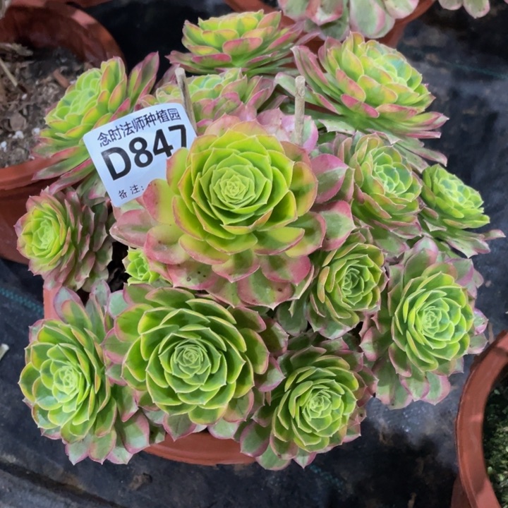 847奶白锦11111多肉
