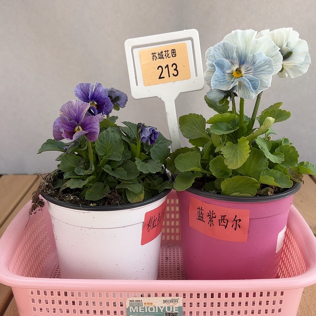 大部分开放少量花苞213