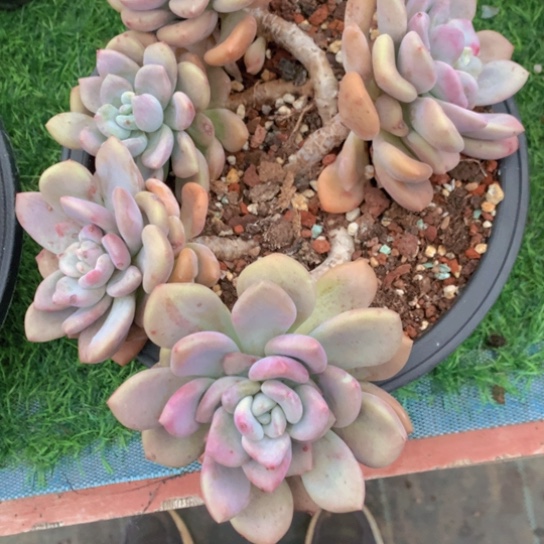 哈*奥普炖肉24426853545