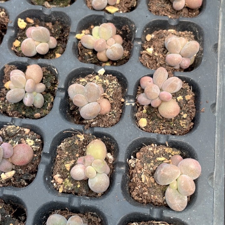 糖果美人5元3颗满18包邮